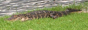 Innisbrook - 06 Island Course - Alligator